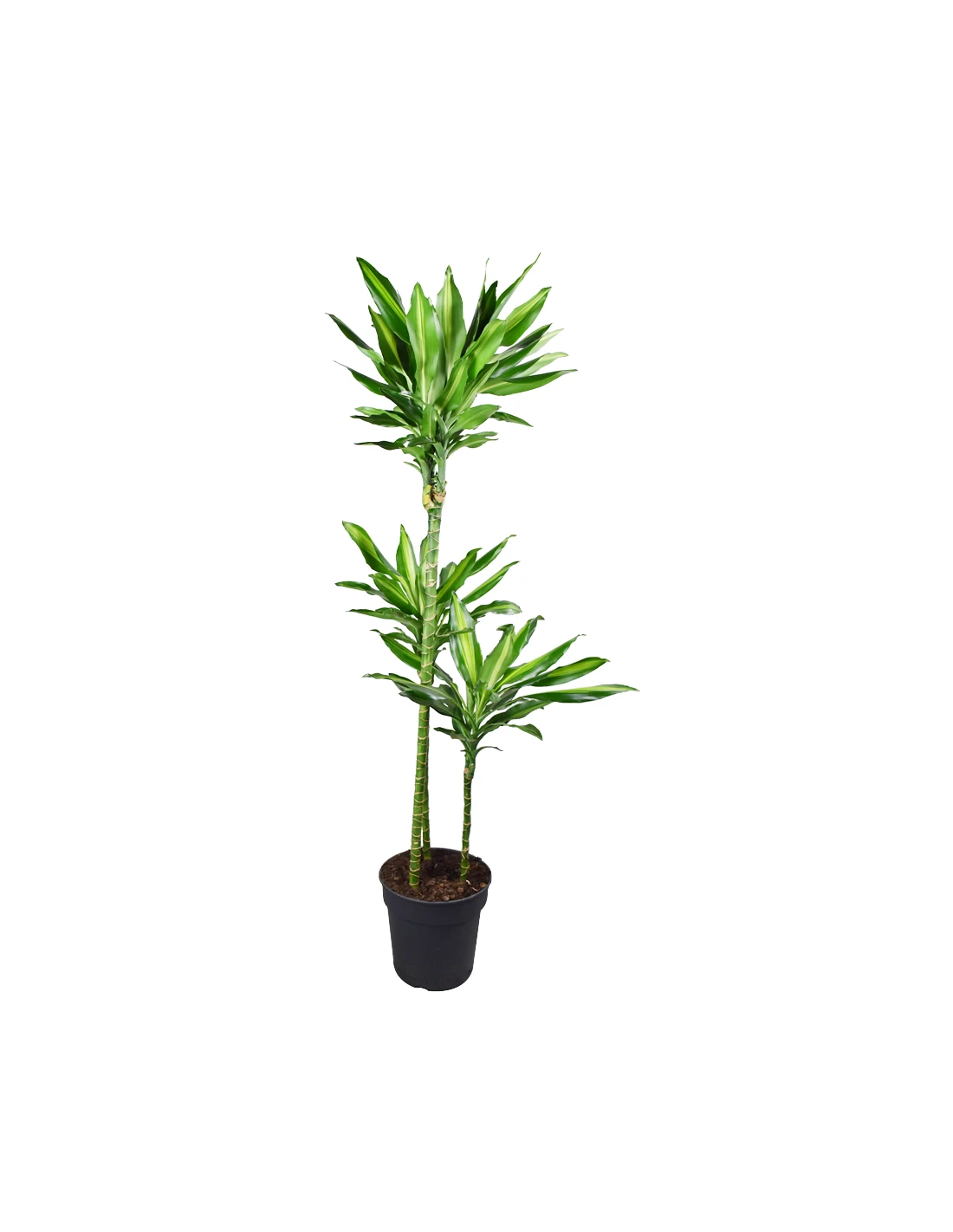 DRACAENA FRAGRANS 'CINTHO' Diametro Vaso 24 Cm 3 DRACAENA FRAGRANS 'CINTHO' Diametro Vaso 24 Cm