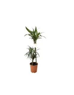 DRACAENA FRAGRANS DEREMENSIS ULISES Diametro Vaso 21 Cm