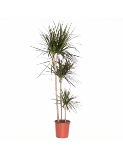 DRACAENA MARGINATA MAGENTA Diametro Vaso 24 Cm Altezza 150 Cm