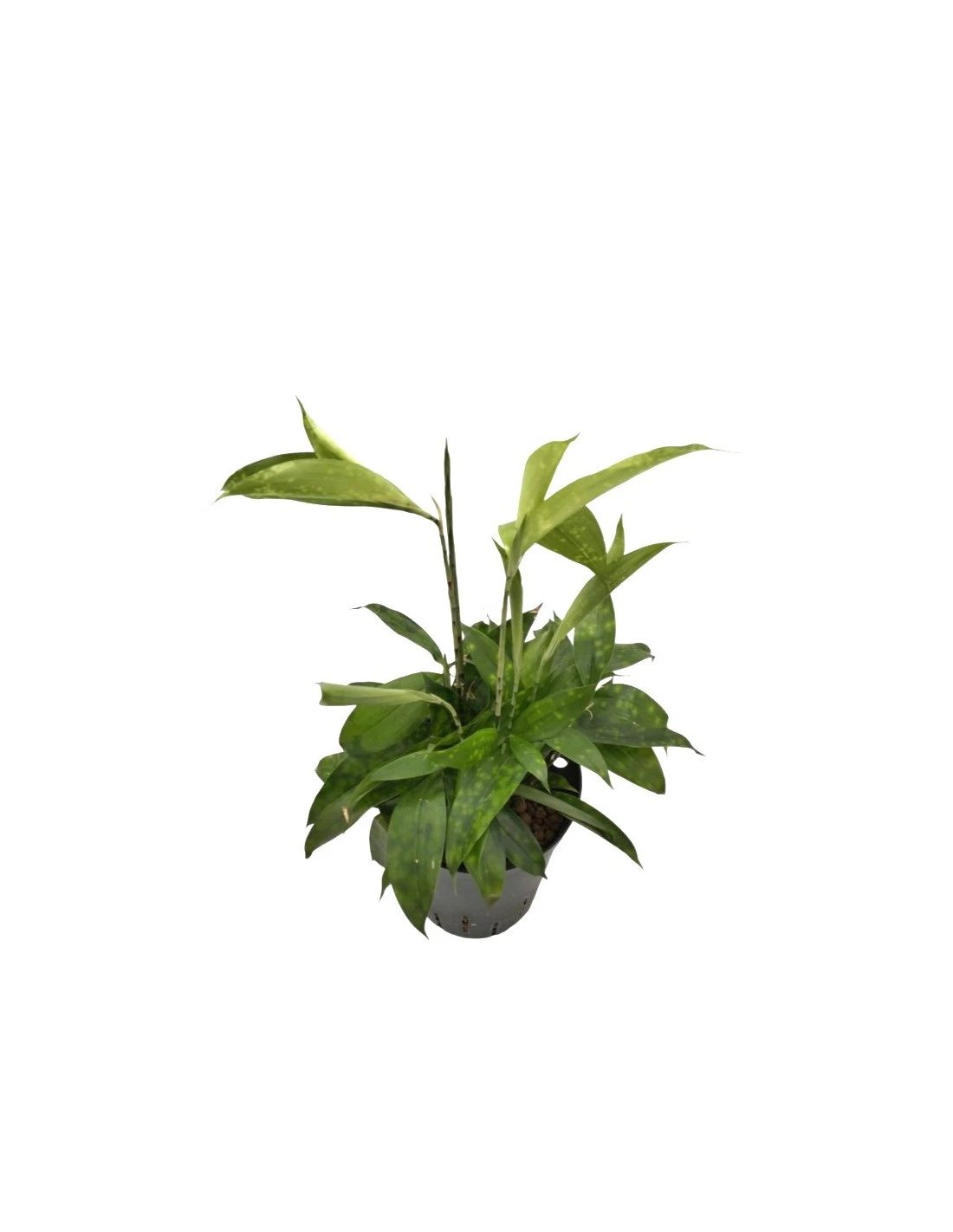DRACAENA SURCULOSA TUFT Diametro Vaso 15/19 Cm 4 DRACAENA SURCULOSA TUFT Diametro Vaso 15/19 Cm – Image 2