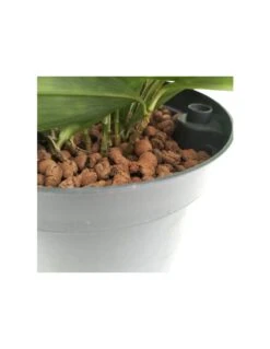 DRACAENA SURCULOSA TUFT Diametro Vaso 15/19 Cm 7 DRACAENA SURCULOSA TUFT Diametro Vaso 15/19 Cm -Plantes & Nature Boutique dracaena surculosa tuft diametro vaso 1519 cm 2