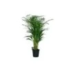 DYPSIS LUTESCENS Diametro Vaso 21 Cm -Plantes & Nature Boutique dypsis lutescens v 21