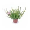 ERICA CALLUNA 'VERTICILLATA' PINK Diametro Vaso 12 Cm -Plantes & Nature Boutique erica calluna verticillata pink diametro vaso 12 cm