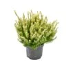 ERICA CALLUNA VULGARIS 'YELLOW' Diametro Vaso 11 Cm 2 ERICA CALLUNA VULGARIS 'YELLOW' Diametro Vaso 11 Cm -Plantes & Nature Boutique erica calluna vulgaris yellow diametro vaso 11 cm