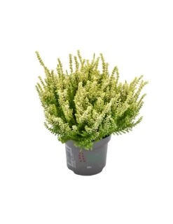 ERICA CALLUNA VULGARIS 'YELLOW' Diametro Vaso 11 Cm
