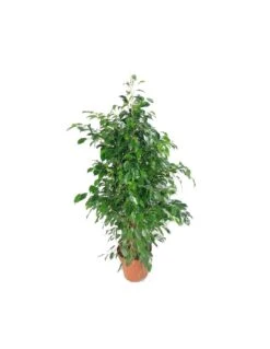 FICUS BENJAMINA 'DANIELLE'dimensione Vaso 27 Cm