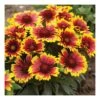 GAILLARDIA ARISTATA "ARIZONA SUN" Diametro Vaso 12 Cm