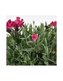 GAROFANO TENERIFE VIOLA Diametro Vaso 14 Cm -Plantes & Nature Boutique garofano v 14 tenerife viola 2