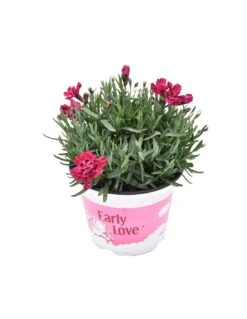 GAROFANO TENERIFE VIOLA Diametro Vaso 14 Cm