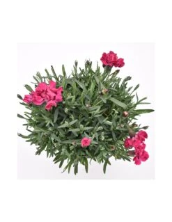 GAROFANO TENERIFE VIOLA Diametro Vaso 14 Cm -Plantes & Nature Boutique garofano v 14 tenerife viola 3