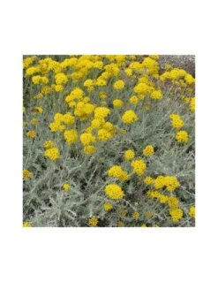 HELICHRYSUM ITALICUM Vaso Diametro 14 Cm