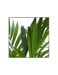 Plantes & Nature Boutique -Plantes & Nature Boutique howea forsteriana v 24 1