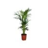 KENTIA "HOWEA" FORSTERIANA Diametro Vaso 24 Cm -Plantes & Nature Boutique howea forsteriana v 24