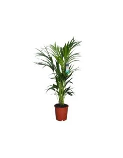 KENTIA "HOWEA" FORSTERIANA Diametro Vaso 24 Cm