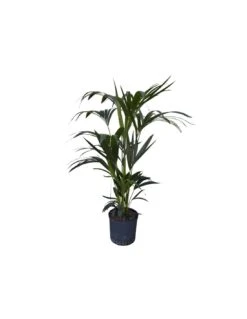 KENTIA (HOWEA) FORSTERIANA TUFT 8PP, Diametro Vaso 22/19 Cm