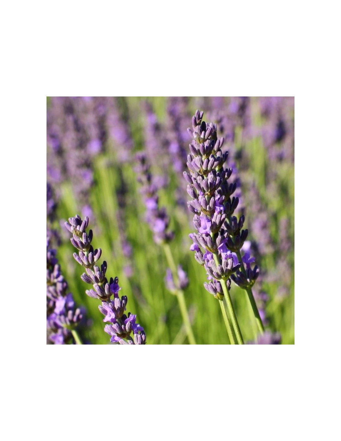 LAVANDA Diametro Vaso 14 Cm 3 LAVANDA Diametro Vaso 14 Cm