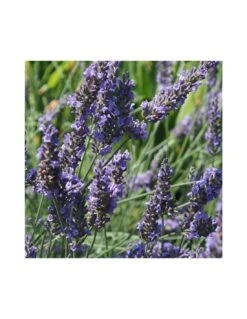 LAVANDA Diametro Vaso 19 Cm