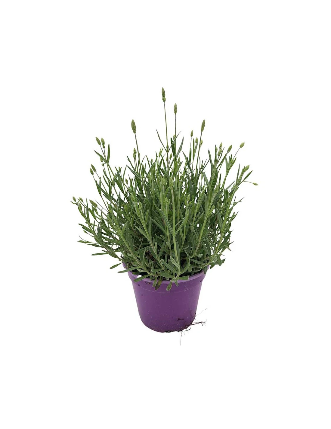 LAVANDA "ELEGANCE PURPLE" Vaso Diametro 14 Cm 4 LAVANDA "ELEGANCE PURPLE" Vaso Diametro 14 Cm – Image 2