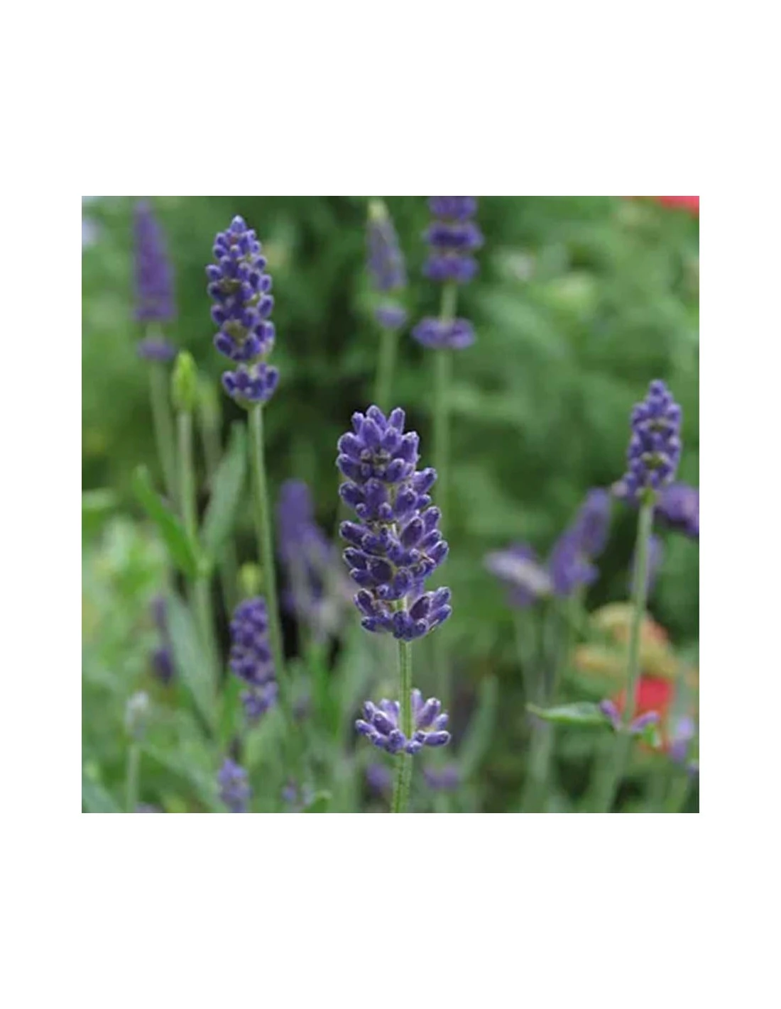 LAVANDA "ELEGANCE PURPLE" Vaso Diametro 14 Cm 3 LAVANDA "ELEGANCE PURPLE" Vaso Diametro 14 Cm