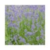 LAVANDA "HIDECOTE" Diametro Vaso 14 Cm 2 LAVANDA "HIDECOTE" Diametro Vaso 14 Cm -Plantes & Nature Boutique lavanda hidecote diametro vaso 14 cm