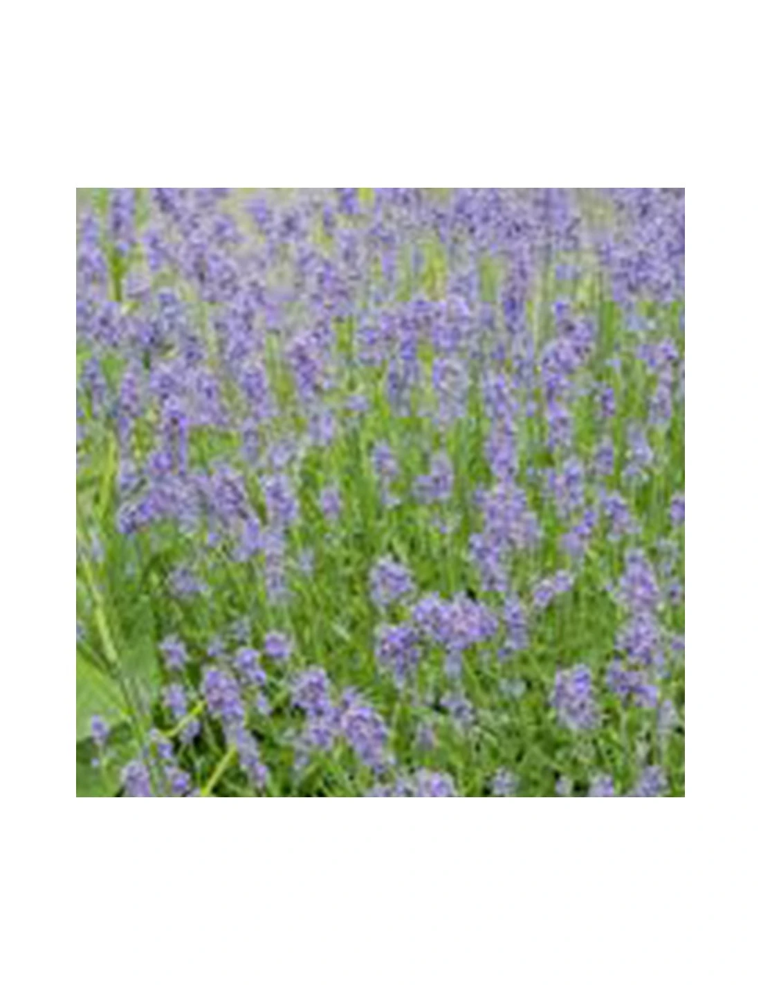 LAVANDA "HIDECOTE" Diametro Vaso 14 Cm 3 LAVANDA "HIDECOTE" Diametro Vaso 14 Cm