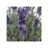 LAVANDA "INGLESE" Diametro Vaso 19 Cm -Plantes & Nature Boutique lavanda inglese diametro vaso 19 cm