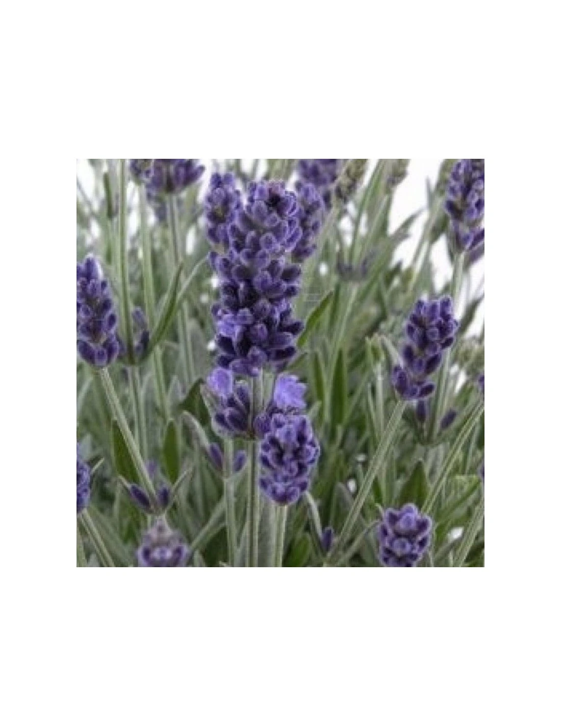 LAVANDA "INGLESE" Diametro Vaso 19 Cm 3 LAVANDA "INGLESE" Diametro Vaso 19 Cm