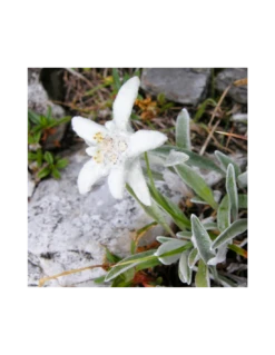 STELLA ALPINA Diametro Vaso 12 Cm