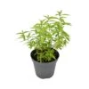 LIPPIA CITRIODORA Diametro Vaso 14 Cm 2 LIPPIA CITRIODORA Diametro Vaso 14 Cm -Plantes & Nature Boutique lippia citriodora v 14