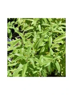 LIPPIA CITRIODORA Diametro Vaso 14 Cm 7 LIPPIA CITRIODORA Diametro Vaso 14 Cm -Plantes & Nature Boutique lippia citriodora v 14 2