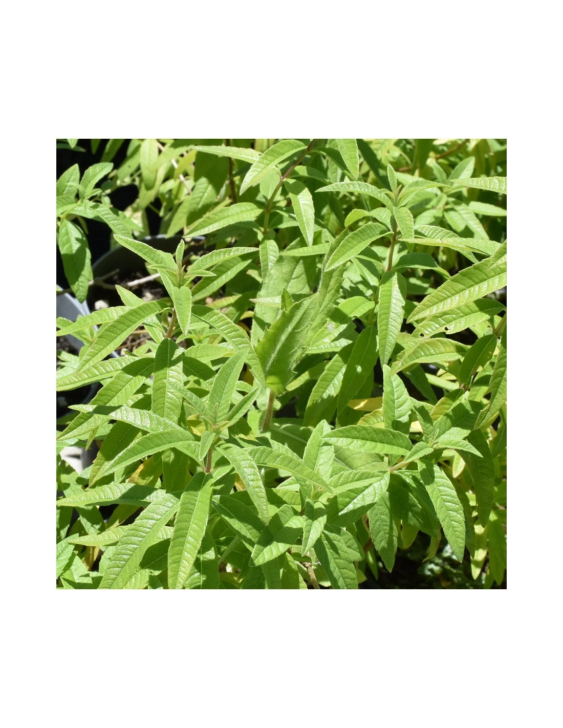 LIPPIA CITRIODORA Diametro Vaso 14 Cm 5 LIPPIA CITRIODORA Diametro Vaso 14 Cm – Image 3