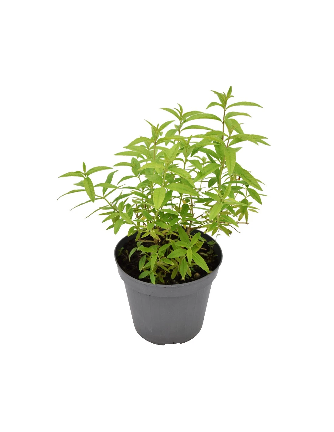 LIPPIA CITRIODORA Diametro Vaso 14 Cm 3 LIPPIA CITRIODORA Diametro Vaso 14 Cm