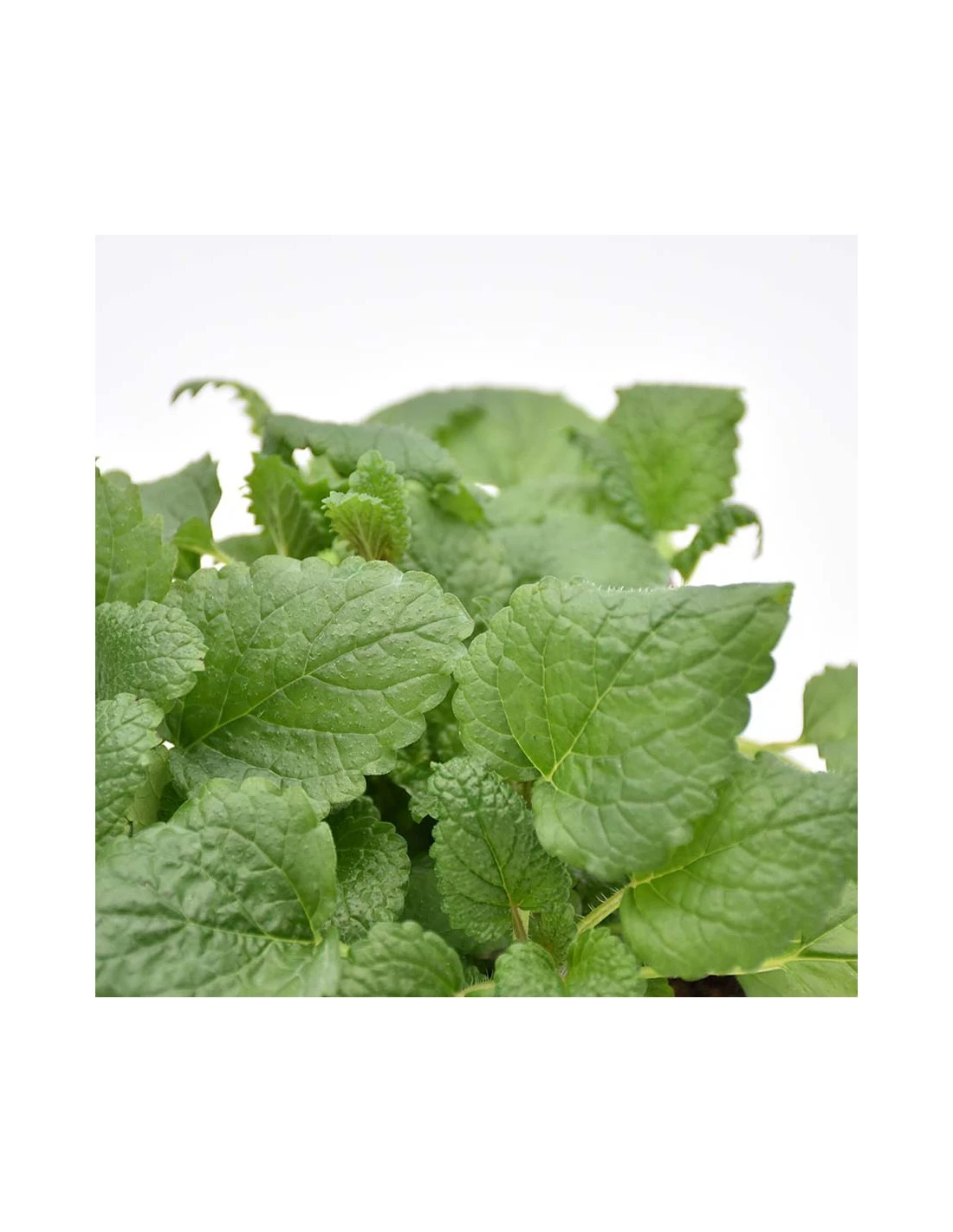 MELISSA Diametro Vaso 14 Cm 4 MELISSA Diametro Vaso 14 Cm – Image 2