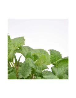 MELISSA Diametro Vaso 14 Cm 10 MELISSA Diametro Vaso 14 Cm -Plantes & Nature Boutique melissa diametro vaso 14 cm 2