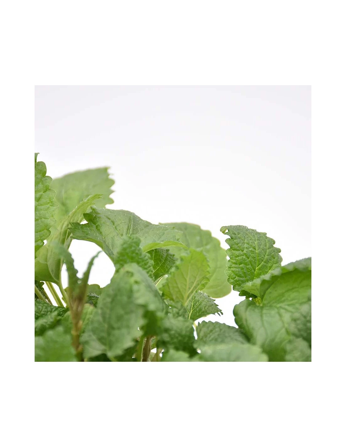 MELISSA Diametro Vaso 14 Cm 5 MELISSA Diametro Vaso 14 Cm – Image 3