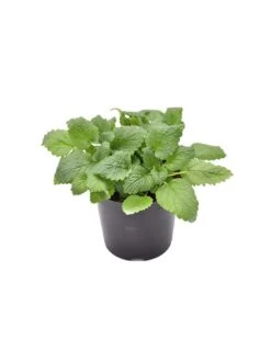 MELISSA Diametro Vaso 14 Cm