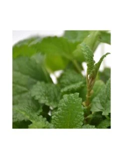 MELISSA Diametro Vaso 14 Cm 11 MELISSA Diametro Vaso 14 Cm -Plantes & Nature Boutique melissa diametro vaso 14 cm 3