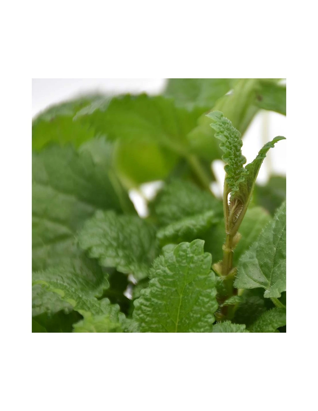 MELISSA Diametro Vaso 14 Cm 6 MELISSA Diametro Vaso 14 Cm – Image 4