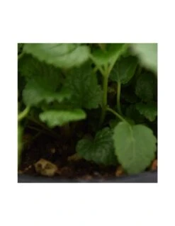 MELISSA Diametro Vaso 14 Cm 12 MELISSA Diametro Vaso 14 Cm -Plantes & Nature Boutique melissa diametro vaso 14 cm 4