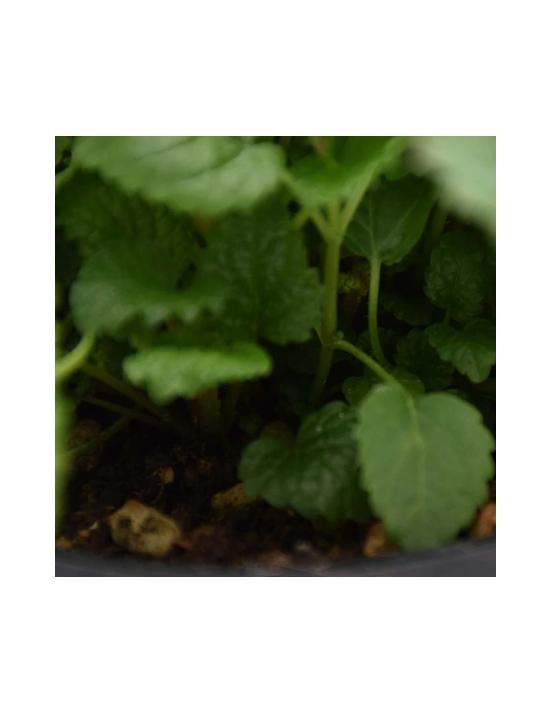 MELISSA Diametro Vaso 14 Cm 7 MELISSA Diametro Vaso 14 Cm – Image 5