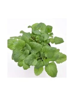 MELISSA Diametro Vaso 14 Cm 13 MELISSA Diametro Vaso 14 Cm -Plantes & Nature Boutique melissa diametro vaso 14 cm 5