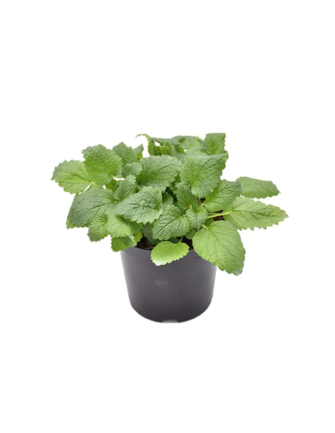 MELISSA Diametro Vaso 14 Cm 3 MELISSA Diametro Vaso 14 Cm