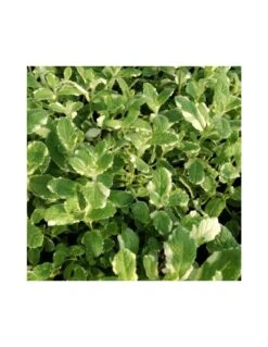 MENTA ANANAS Diametro Vaso 14 Cm