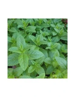 MENTA PULEGIA Diametro Vaso 14 Cm