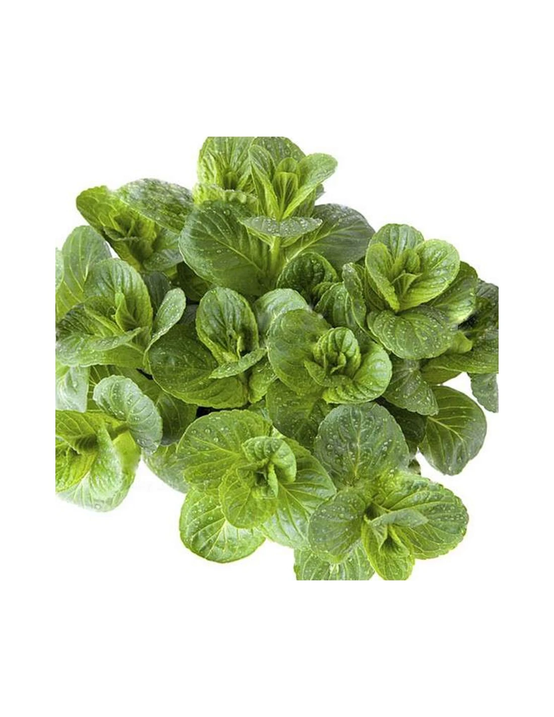 MENTA ROTUNDIFOLIA Diametro Vaso 14 Cm 3 MENTA ROTUNDIFOLIA Diametro Vaso 14 Cm