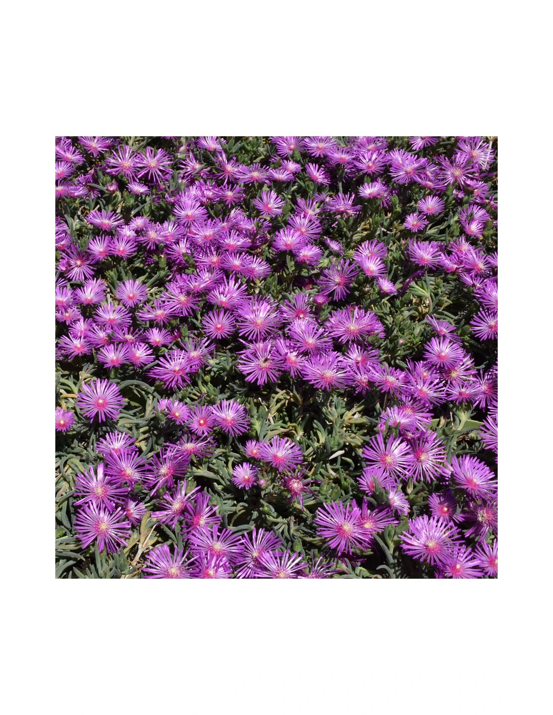 DELOSPERMUM COOPERI Diametro Vaso 14 Cm 4 DELOSPERMUM COOPERI Diametro Vaso 14 Cm – Image 2