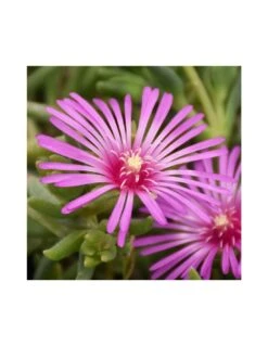 DELOSPERMUM COOPERI Diametro Vaso 14 Cm 8 DELOSPERMUM COOPERI Diametro Vaso 14 Cm -Plantes & Nature Boutique mesembrianthemum delospermum v14 2