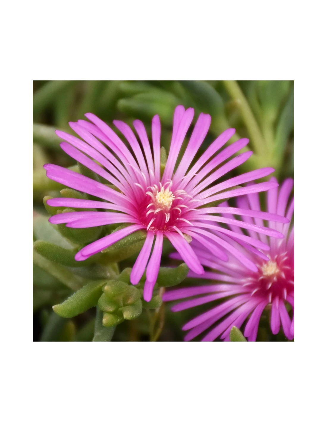 DELOSPERMUM COOPERI Diametro Vaso 14 Cm 5 DELOSPERMUM COOPERI Diametro Vaso 14 Cm – Image 3