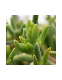 DELOSPERMUM COOPERI Diametro Vaso 14 Cm 9 DELOSPERMUM COOPERI Diametro Vaso 14 Cm -Plantes & Nature Boutique mesembrianthemum delospermum v14 3