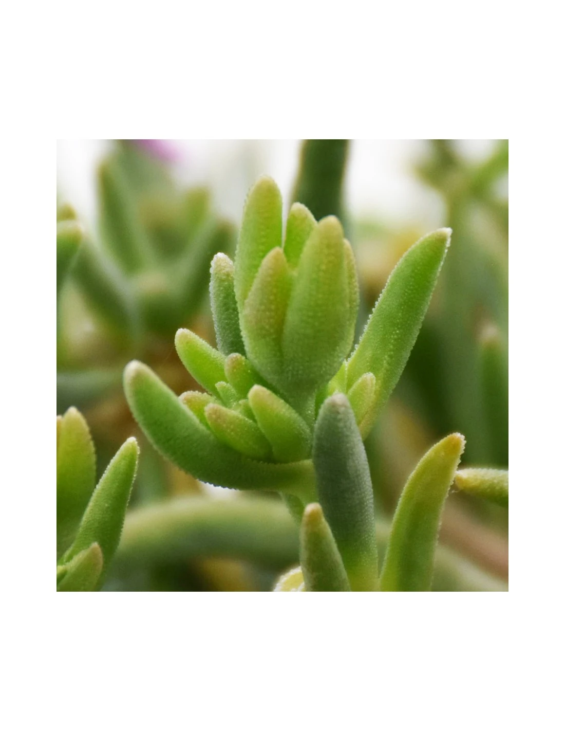 DELOSPERMUM COOPERI Diametro Vaso 14 Cm 6 DELOSPERMUM COOPERI Diametro Vaso 14 Cm – Image 4